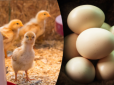 Що з'явилося раніше - курка чи яйце? Знайдено відповідь на загадку століття