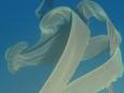 Біля берегів Антарктиди зафільмували гігантську медузу, котра піднялася з 1000-метрових глибин (відео)