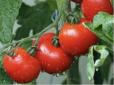 Городникам на замітку! Помідори виростуть просто величезними: Чим полити томати для підвищення врожайності