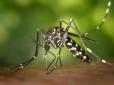 Нова біда на голови! Європою поширюється новий вид комарів, які переносять дуже серйозні захворювання
