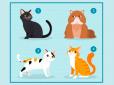 Психологічний тест: Виберіть кота на картинці - і дізнайтеся, що вам потрібно в любовних стосунках