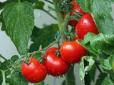 Трохи йоду під розсаду томатів - і врожай збиратимете на місяць раніше, ніж сусіди