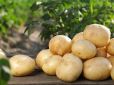 Кращий сусід картоплі! Що посадити між рядами для сталого зростання та захисту від хвороб