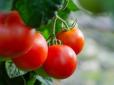 Азот, фосфор чи калій: Які добрива потрібні томатам і як зрозуміти, чого не вистачає рослинам