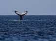Голодний кит ледь не проковтнув підводного фотографа: Моторошний момент потрапив на відео