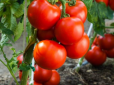 Кращі сусіди помідорів! Ось що треба посадити між кущами для доброго врожаю та захисту від хвороб
