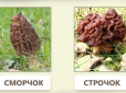 Гинуть десятки людей щороку: Українців попередили про отруйні гриби, схожі на їстівні зморшки