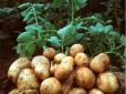 Додайте ложку цього підживлення у кожну лунку при посадці картоплі - дротяник та інші шкідники згинуть назавжди (відео)