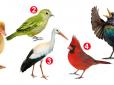 Жіночий психологічний тест: Птах, якого ви виберете, розповість про особливості вашого характеру та ставлення до життя