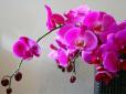 Орхідеї дуже люблять вологість: Прості секрети, які допоможуть рослині радувати вас цвітінням весь рік