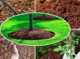 Виростуть у піску, глині та кам'янистій породі: ТОП-6 овочів, які можна посадити на бідному ґрунті