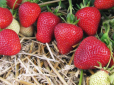 Чим підгодувати полуницю весною, щоб отримати великий врожай ягід - рецепти народних добрив