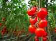 Помідори не люблять, коли їхнє листя мокре - хитрощі вирощування томатів для отримання високого врожаю