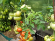 Жодної шкідливої хімії! Досвідчені городники назвали найкращий захист для помідорів від фітофтори