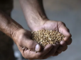 Урожай гнитиме на складах: Через Росію українські фермери не можуть продати зерно