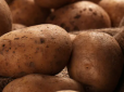 Жодна картоплина не згниє: Чим обробити коренеплоди після збирання