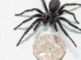Знайомтеся, Геркулес! В Австралії знайшли величезного павука, укус якого вбиває людину протягом 15 хвилин