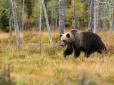Словаччина має намір масово винищити ведмедів