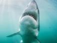 Тіло хижачки винесло на середземноморський пляж: Підводний монстр пошматував 200-кілограмову акулу