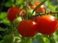 Городникам на замітку! Як підвищити врожайність томатів і перцю у 5 разів - секрет в одній добавці