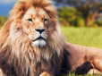 Все скінчилось трагічно: У Нігерії лев убив працівника зоопарку, який доглядав його 9 років
