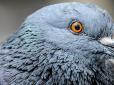 Вирішуватимуть, чи вбивати голубів: В одному з міст Німеччини пройде незвичний референдум
