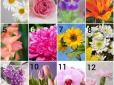 Що улюблені квіти розкажуть про ваш характер - простий тест з описом