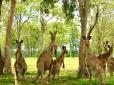 У Австралії величезна зграя кенгуру увірвалася в гольф-клуб, влаштувавши хаос на полях (відео)