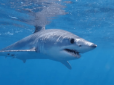 Науковці вперше зафіксували акустичне спілкування акул (відео)