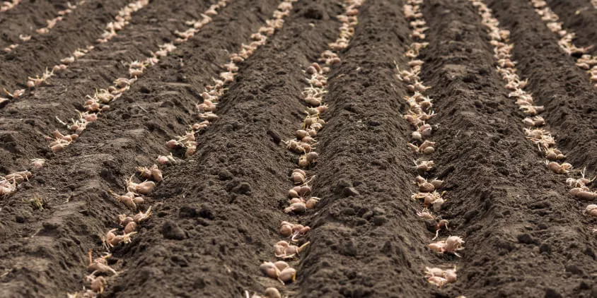 Дачникам на замітку! Чому не можна садити картоплю до 20 квітня цього року