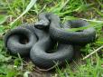 Дуже рідкісна і дуже отруйна: Під Києвом на порозі будинку виявили червонокнижну гадюку Нікольського (відео)