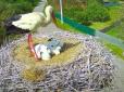 Катрусю вдалося врятувати: Партнер відомої лелеки Одарки виніс пташеня з гнізда (відео)