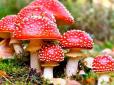 Це може врятувати вам життя! Як легко відрізнити їстівний гриб від небезпечного - просте правило для всіх випадків