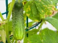 Дачникам на замітку! Названо копійчаний продукт, який вирішить проблему із жовтінням листя огірків