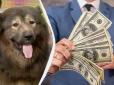 Восьмимісячний малюк важить вже 75 кг: Найдорожчого собаку у світі продали за 6 млн доларів