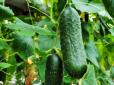Дачникам на замітку! Як захистити огірки від хвороб і шкідників