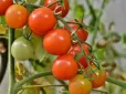 Дачникам на замітку! Навіщо обривають листя у помідорів