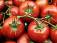Не кладіть помідори в холодильник! Один трюк збереже їх свіжими на 10 днів