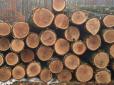На межі: Підприємства зупиняються, а росіяни втрачають роботу - лісова промисловість РФ розвалюється
