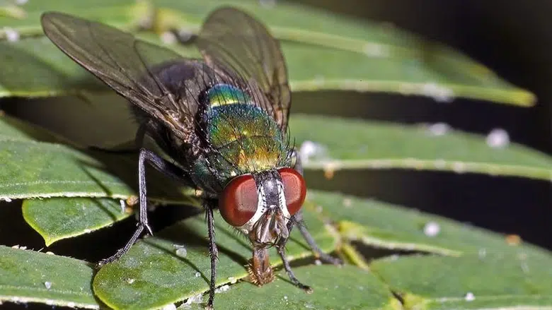 Один інгредієнт з кухні назавжди вижене мух із дому - коштує копійки!