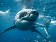 Через варварський вилов катастрофічно вимирає головний хижак морів та океанів