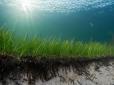 Дослідження стало найдорожчим в Україні: Харківський підприємець отримав 1,5 млн за опитування про те, як морські трави впливають на клімат