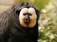 Чому мавпи досі існують, якщо еволюція реальна? Вчені дали відповідь!