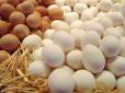 Ціне шалено злетять? Українські яйця йдуть на експорт: Експерти пояснили, чому для українців це погано