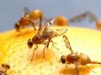 Бережіться! В Україні помітили небезпечну комаху, яка може оселитися в оці людини