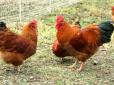 Як змусити курей нестися восени - секрети фермерів