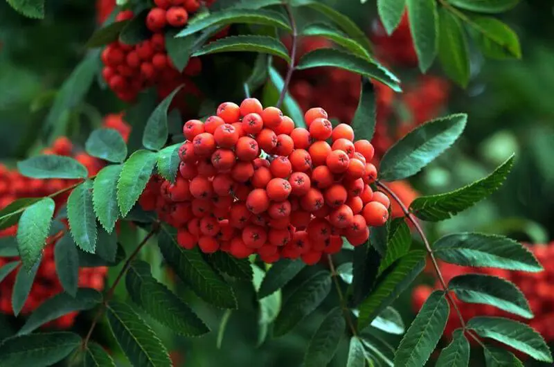 А ви це знали? Яке дерево посадити біля дому, щоб у родині панували любов, щастя та гармонія