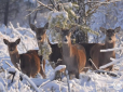 Вони тут! Олені спокійно освоюють затишний зимовий ліс навколо Чорнобиля