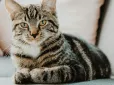 Розставлено крапки над 