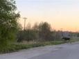 Зоологи б'ють на сполох: У столиці нашестя лосів